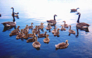 gooses.jpg (19798 bytes)