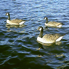 img_0228.jpg (256782 bytes)