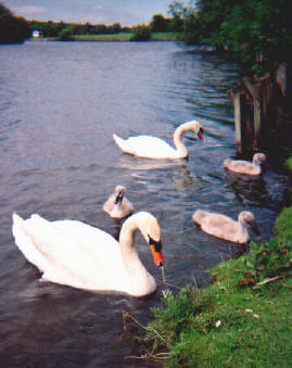 swans.jpg (21986 bytes)