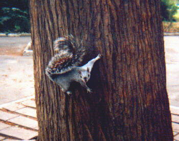 chap-sq.jpg (23482 bytes)