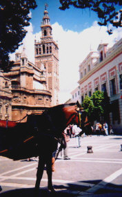 horse.jpg (47719 bytes)